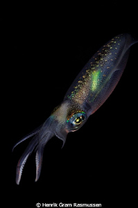 Squid by night by Henrik Gram Rasmussen 